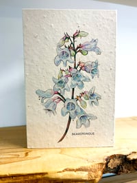 Image 1 of 'Beardtongue' Seed Cards