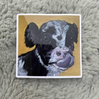 "Cow Study" Sticker 