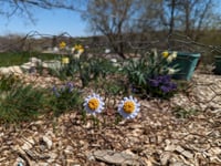 Image 4 of flower earrings