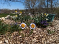 Image 5 of flower earrings