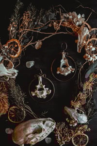 Image 2 of Bone hoop hangers