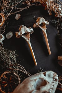 Image 4 of deer vertebra earrings 