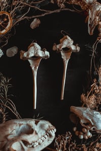 Image 3 of deer vertebra earrings 