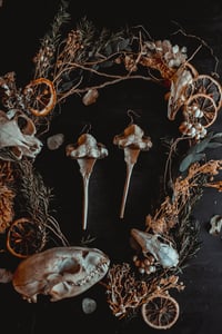 Image 5 of deer vertebra earrings 