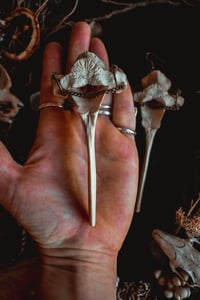 Image 6 of deer vertebra earrings 