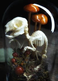 Image 3 of Bunny Skeleton and Mushroom Glass Dome