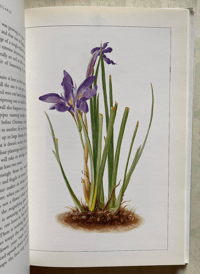 Image 3 of Some Flowers Vita Sackville-West