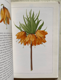 Image 4 of Some Flowers Vita Sackville-West