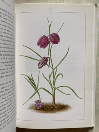 Image 5 of Some Flowers Vita Sackville-West