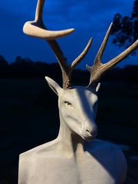 Image 4 of NATURE’S ANOMALY 