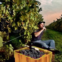 Image 2 of AW007641 Orange, 19" x 19" x 10-1/2", Stack and Nest Container, w/ Holes