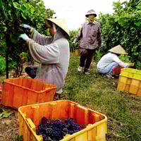 Image 3 of AW007641 Orange, 19" x 19" x 10-1/2", Stack and Nest Container, w/ Holes