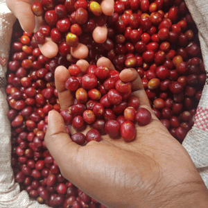 Image of buku abel - ethiopia - 250g - coffee