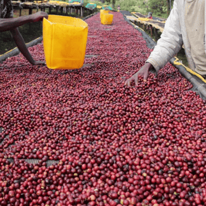 Image of buku abel - ethiopia - 250g - coffee