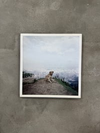 Image 1 of Dog Days, Bogota - Alec Soth