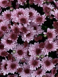 Image 5 of Libra Perfume (Osmanthus, Orris, Rose, Rondeletia)