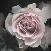 Image 2 of Libra Perfume (Osmanthus, Orris, Rose, Rondeletia)