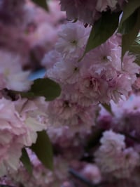 Image 3 of Libra Perfume (Osmanthus, Orris, Rose, Rondeletia)