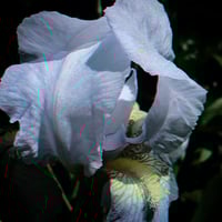 Image 4 of Libra Perfume (Osmanthus, Orris, Rose, Rondeletia)