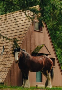 KOOTENAY LAKE HORSE, 2024
