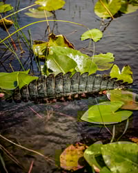 Gator Tail