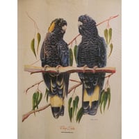 Image 6 of "Majestic Pair" - Yellow-tailed Black Cockatoo Tea Towel (White Cotton or Natural Cotton)