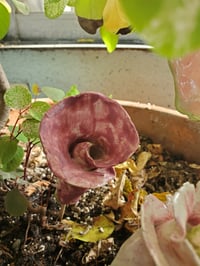 Image 5 of A selection of flowers