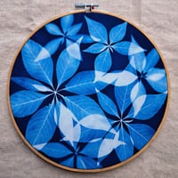 Image 1 of Starflower Cyanotype 8" Hoop