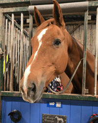 Image 2 of Blue Hello Horse Stable Plate – Includes Lifetime Subscription