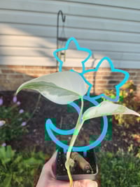 Image 1 of Moon and Stars Trellis