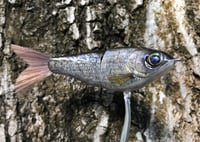 Image 3 of Custom Airbrushed Glide Bait 9487