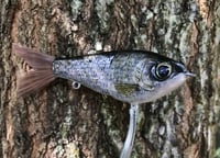 Image 5 of Custom Airbrushed Glide Bait 9487