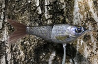 Image 8 of Custom Airbrushed Glide Bait 9487
