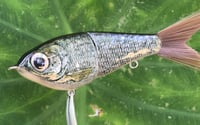 Image 10 of Custom Airbrushed Glide Bait 1537