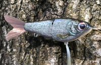 Image 12 of Custom Airbrushed Glide Bait 1537
