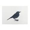 Nuthatch | Boomklever 2