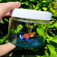 Strawberry Poison Frog