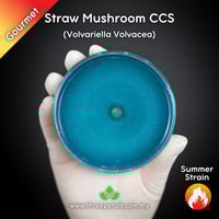 Image 1 of Straw Mushroom CCS (Volvariella Volvacea) Live Mycelium Mushroom Culture Spawn Seed