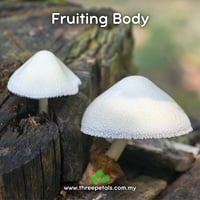 Image 2 of Silky Rosegill (Volvariella Bombycina) Live Mycelium Mushroom Culture Spawn Seed