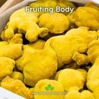 Image 2 of Sang Huang (Phellinus Linteus) Live Mycelium Mushroom Culture Spawn Seed