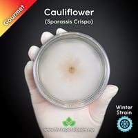 Image 1 of Cauliflower CCS (Sparassis Crispa) Live Mycelium Mushroom Culture Spawn Seed