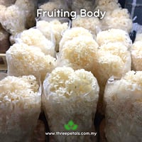 Image 2 of Cauliflower CCS (Sparassis Crispa) Live Mycelium Mushroom Culture Spawn Seed