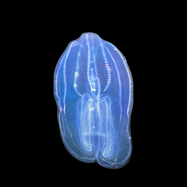 Bolinopsis microptera Sticker