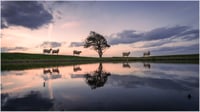 Sheep on the Downs at Sunrise