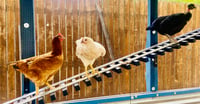 Image 3 of Chicken Tracks Ramp | Roost | Ladder | Bridge | Perch | 16 feet in length