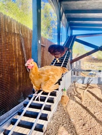 Image 1 of Chicken Tracks Ramp | Roost | Ladder | Bridge | Perch | 16 feet in length