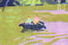 Image of Barque sur le Loir
