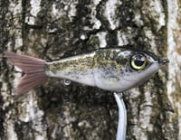 Image 3 of Custom Airbrushed Glide Bait 5355