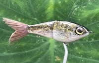 Image 7 of Custom Airbrushed Glide Bait 5355