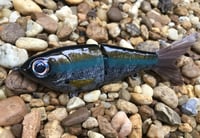 Image 1 of Custom Airbrushed Glide Bait 1234